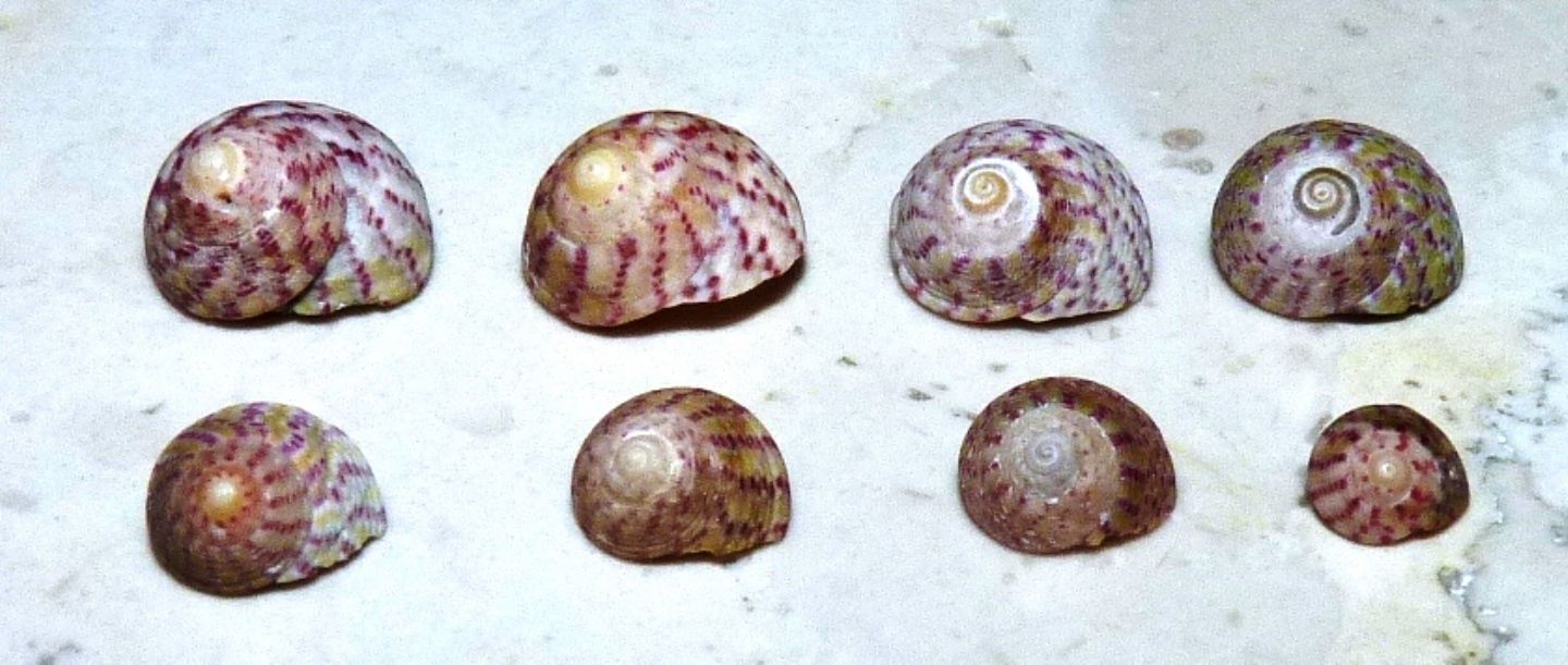 Trochidae Gibbula divaricata ?